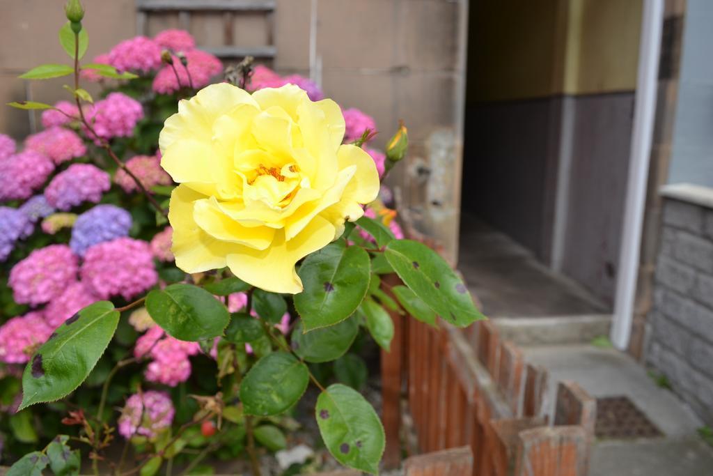 Pitt Street Apartment Beautiful Spacious Apartment Free Parking And Free Sanitizer Edynburg Zewnętrze zdjęcie